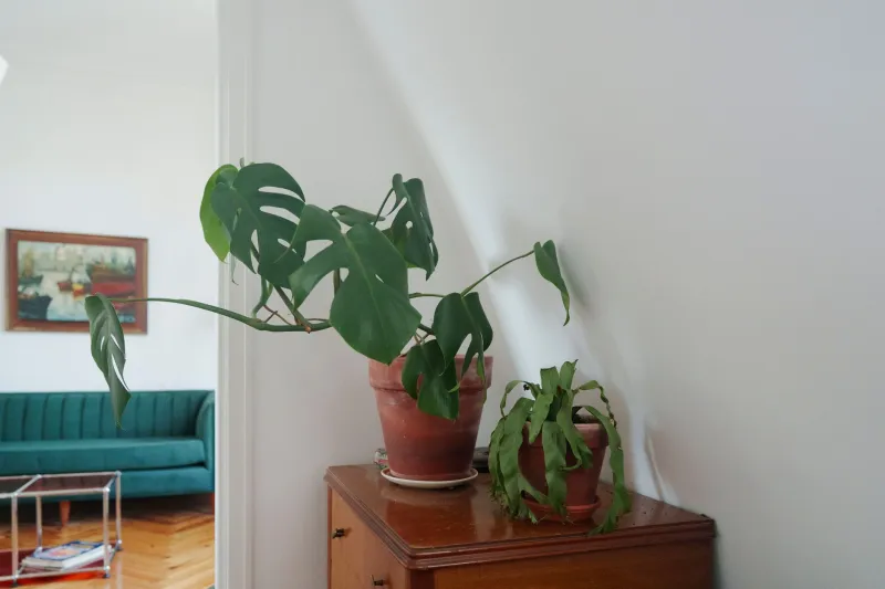 Mid-Century Modern or Contemporary Furniture — Which One Actually Belongs in Your Home?